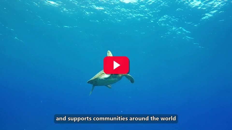 Why Ocean Conservation Matters