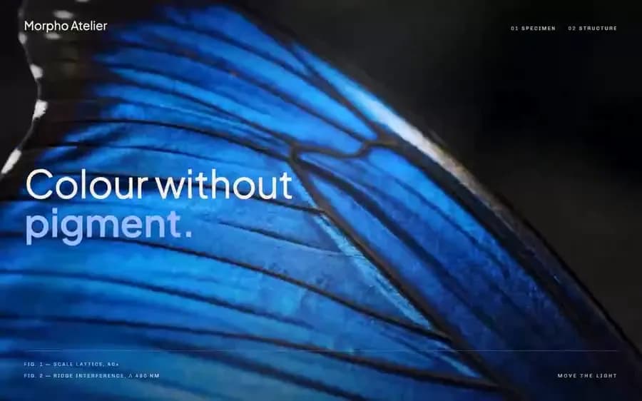 Morpho — field journal hero