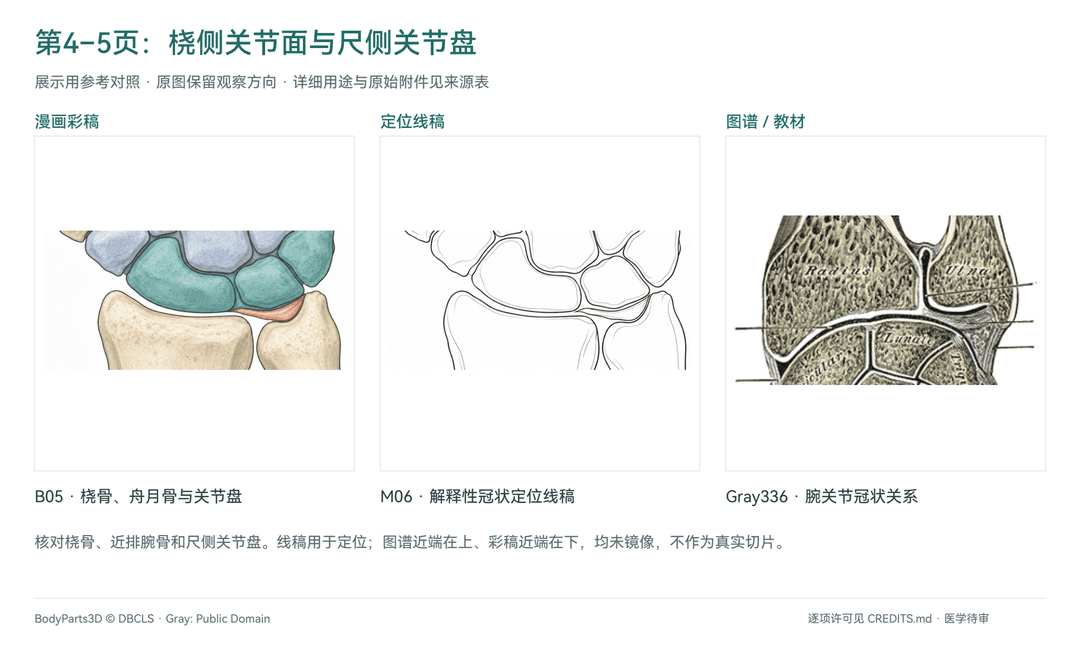 关节接口:B05彩稿、M06定位线稿与Gray336冠状关系对照