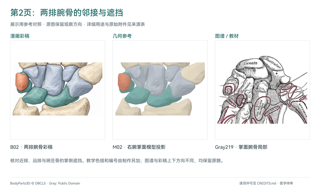 两排腕骨:B02彩稿、M02投影与Gray219局部对照